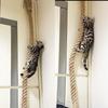 Corde d'escalade pour chat avec crochet fixation plafond murale griffoir pour chaton jouet corde d'escalade, adapté aux chats d'intérieur et d'extérieur