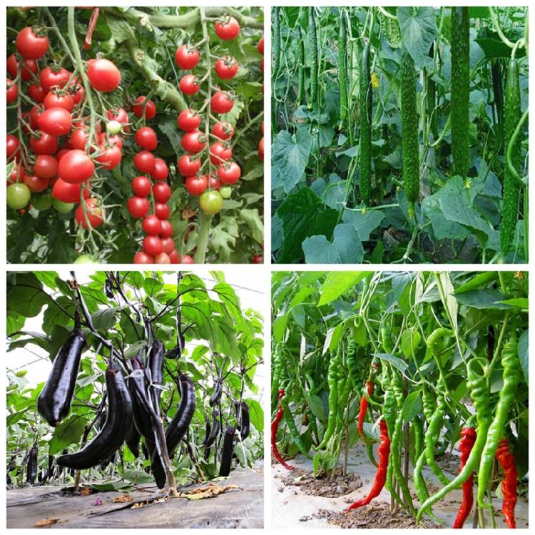 20ml Gibberellic Acid Liquid Garden Farm Backyard Plants Growing Necessary