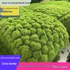 Versatile Simulation Moss for Indoor Landscaping, Bonsai, and Green Plant Walls