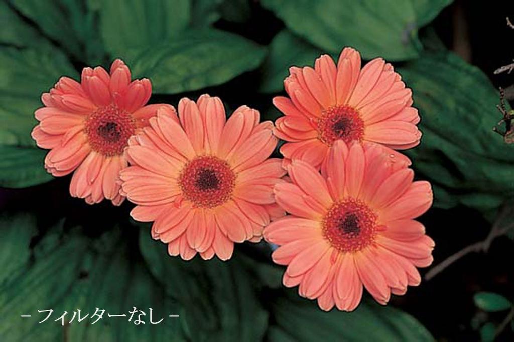 MARUMI Camera Filter Macro 1052mm Filter 35071 Close-Up