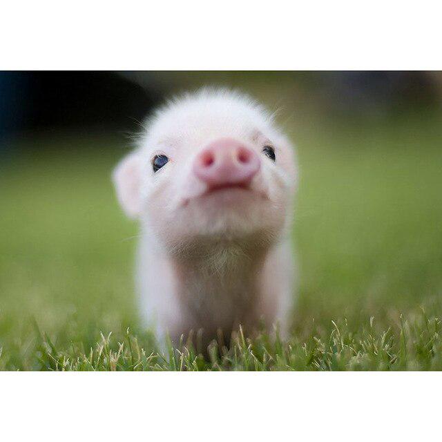 Porc DIY 5D pictura cu diamante cu punct de cruce animal rotund complet rășină diamant broderie kit imagine de strass mozaic walll art