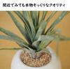 Miniature Interior Greenery - Artificial Plants (Eucalyptus, Air Plants, and Fan-Shaped Greenery) - 3-Piece Set