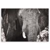 Canvas Print, Black and White Elephant