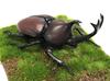 Free Research Series Living Creatures Beetle Plastic Model No.21