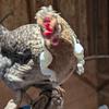Chicken Muscle Arm Toy Funny Dinosaur Spoof Pet Props Chicken Forelimb Decor Fighting Chicken Photo Shoot Prop Halloween Birthdays Supplies