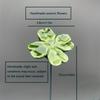 10/20/40pcs Handcrafted Ceramic Four-Leaf Clover Good Luck Hope Faith Love Ceramic Flower Never Fade Eternal for Home Decoration
