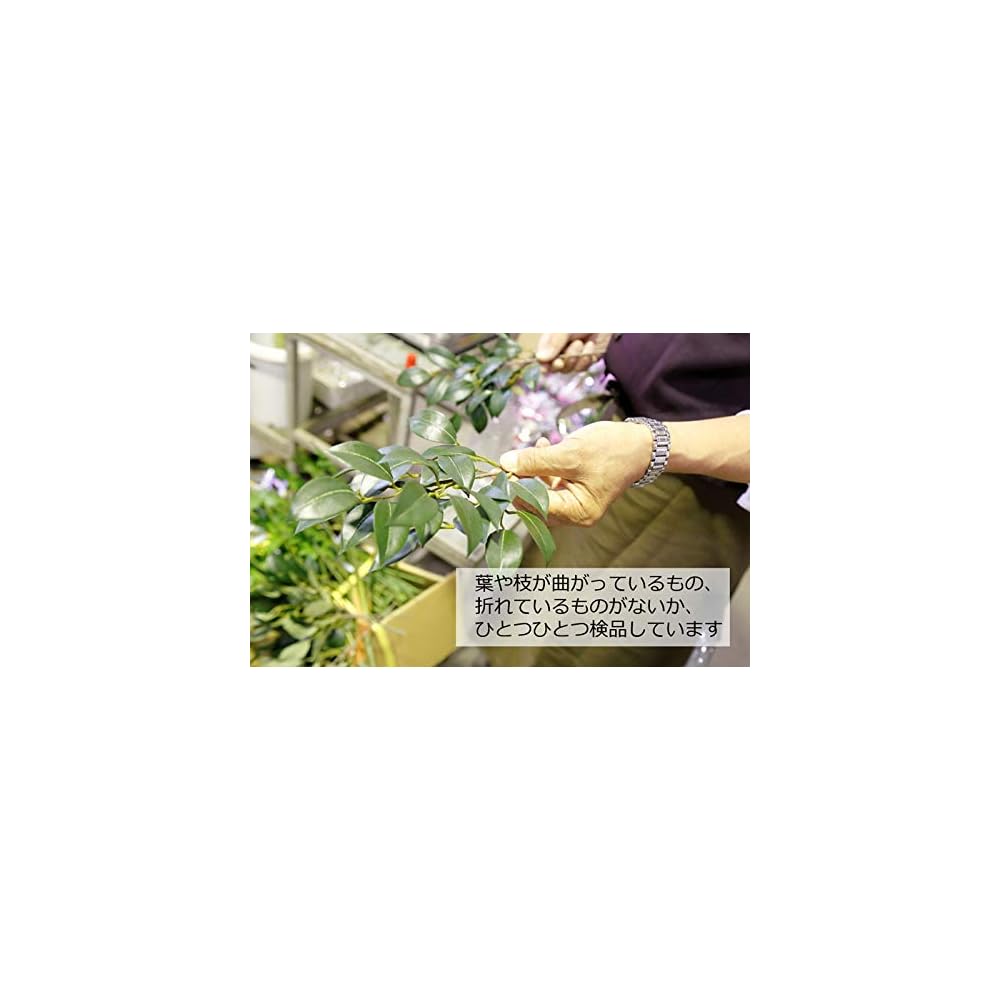 Yamahisa Artificial Sakaki (Japanese Sacred Tree) - Silk Flower, Small Size, Pair (6 stems total),
