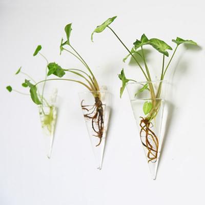 Purify House Glass Crafts Home Decorations Hydroponic Plants Plant Container Flower Vase Flower Pot Hydroponic Vase