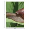 Large Brown Snail Ahatina On Green Leaf - Funny Science Biology Gift Throw Blanket Soft Blankets For Bed Warm Winter Blankets