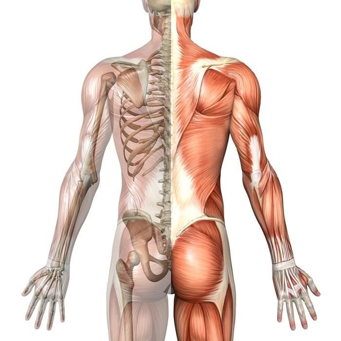 Greenfood glucosamine, 429 mg, 120 gélules, doses élevées - sans additifs artificiels, sans génie génétique (non ogm).