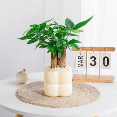 Creative Self Watering Hydroponic Plants Pot Plastic Removable Flowerpot Office Bonsai Decor