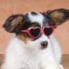 Heart Sunglasses for Dolls, Cute Pet Glasses for Stuffed Animals, Dress Up Accessories for Porch Goose Statue, Toy Eyewear for Kids