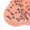 Pvc Material Ear Massage Model Reflex Area Acupoint Teaching Auricle Therapy Tool Ear Acupuncture Model Medical Supplies Health
