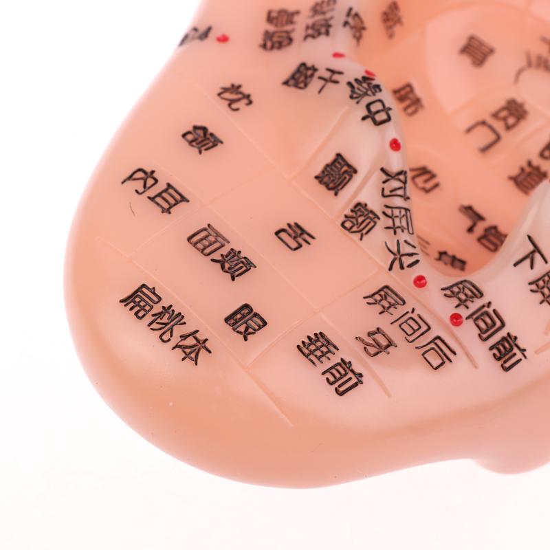 Pvc Material Ear Massage Model Reflex Area Acupoint Teaching Auricle Therapy Tool Ear Acupuncture Model Medical Supplies Health