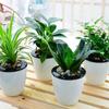 Plastic Round Office Desktop Decoration Self Watering Flower Pots Home Decor Planter Plants Basket