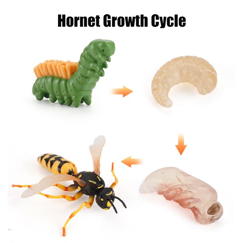 Life Animal Cycle Board Children Toys Montessori Teaching Aids Plant Animal Growth Cycle Model Set Preschool Cognitive Toys