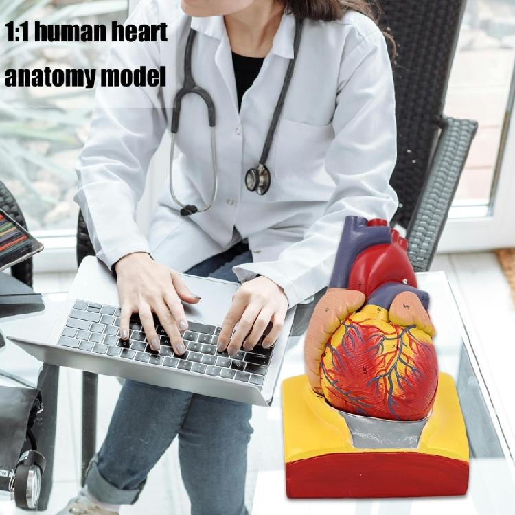 Modello Cuore Umano Modello Anatomico Cuore Umano Facile da Usare Ausilio Didattico Medico Numero Modello Cuore Medico