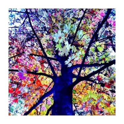 Buy Blue Japanese Maple Bonsai From 2 Usd Free Shipping Affordable Prices And Real Reviews On Joom