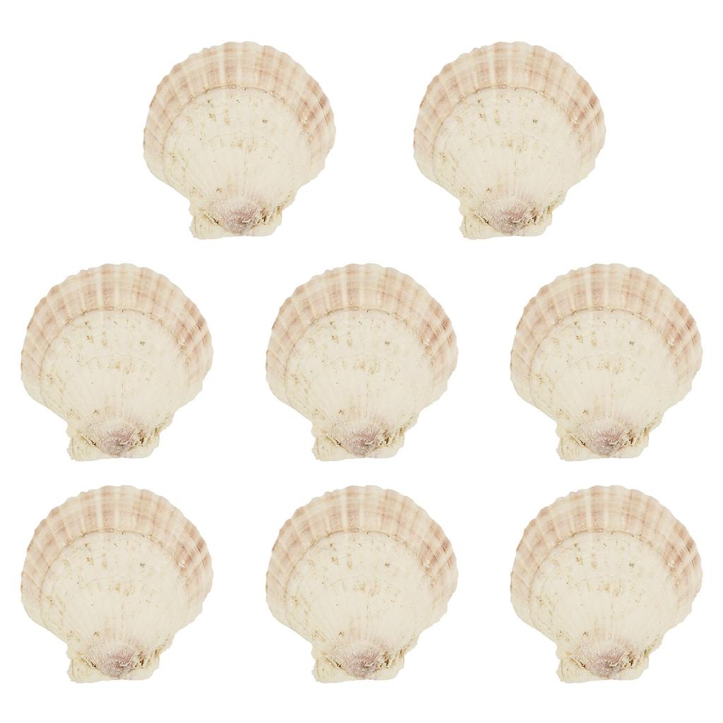 8/60 ks Přírodních mušlí hřebenatek 4-5 palců pro DIY malířské projekty Pobřežní řemesla Dekorace s plážovou tématikou Dekorace do akvária