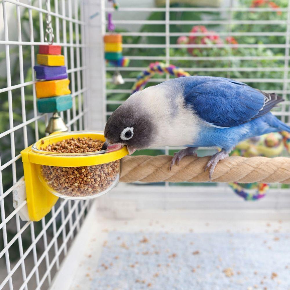 Wear-resistant Bird Cage Feeder Interactive Bird Perch Stand Parrot Standing Pole  For Cage