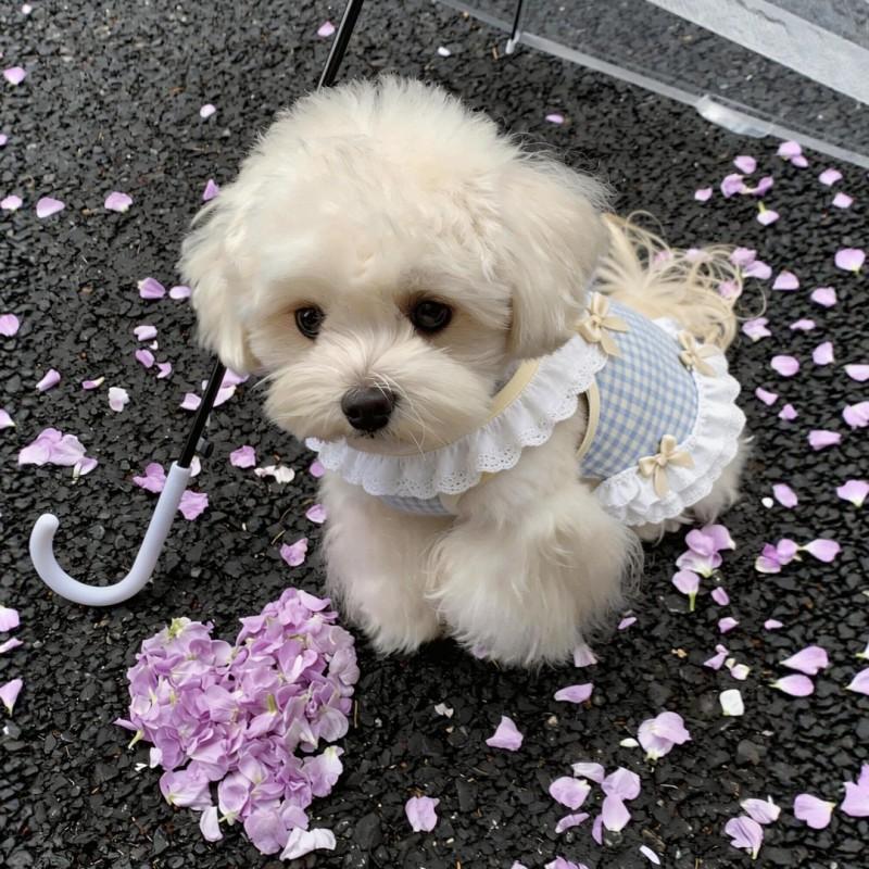 Cute Princess Style Dog Vest Dress With Bow Lace Trim Anti-Shedding Pet Apparel Small To Large Breeds