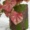 Reptile Plants Tropical Realistic Leaves Terrarium Tank Plant for Bearded Dragons Tortoises Tree Frogs Multiple Options