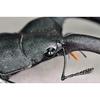BACALYSO | Nirvana 1/1 Scale Mandibularis Stag Beetle Figure, Magnetic Refrigerator Ornament, Illustrated Guide to Wild Insects, Summer Beetle, King o