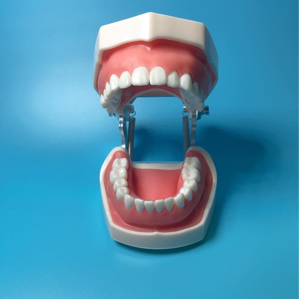 Dental Resin Teeth Model for Oral Instrument Practice: Implants, Extracted Teeth, Root Canal, and Gingival Retraction.
