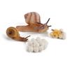 Realistic Kids Toys Praying Mantis Toy Cycle Mantis Figurine Life Cycle Figures Snail Growth Cycle