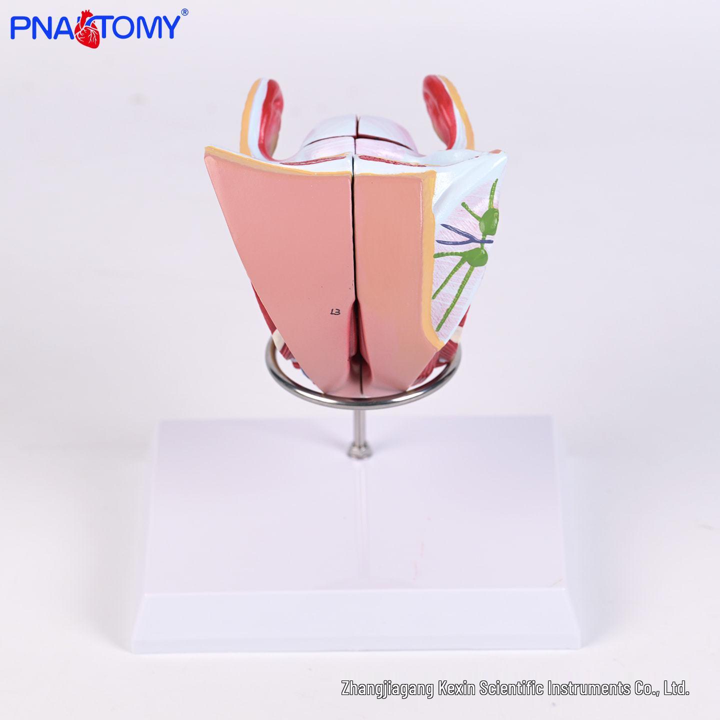 4-Part Female Genitalia Model with Detachable Reproductive System for Medical Teaching PNT-0582B