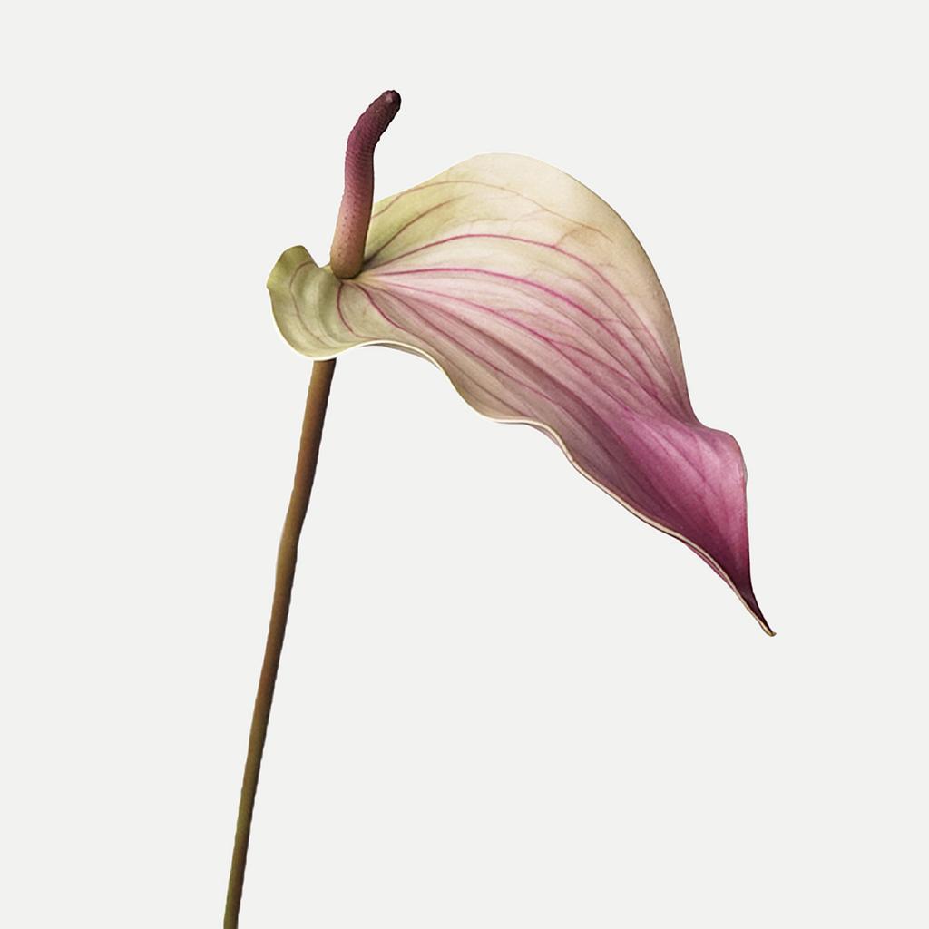 Anthurium Artificial Flowers  High Quality Artificial Anthurium Plant Wedding Home Decoration Party Floral Arrangement Wedding