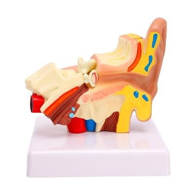1.5 Times Enlarged Human Ear Anatomy Model Left Outer Middle Inner Structure Anatomical Ear Model