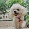 Necklace with Adjustable Pet Ball, Cute Hand Tie, F-floor, Christmas Pet Accessories, None UR, Dogs
