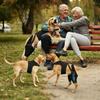 Attelle de soutien pour la patte arrière du chien pour déchirure et dysplasie de la hanche avec sangle réglable et stabilisateurs Support de jambe B03E