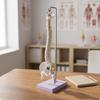 Mini Spine Model with Pelvis | Movable Joints for Demonstration, Detachable Sections, Human