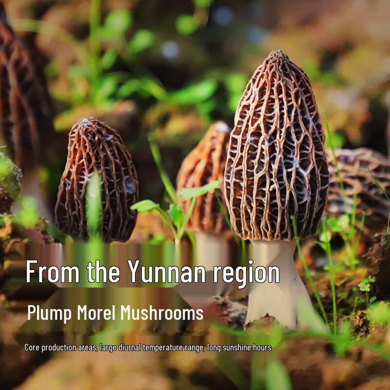 Jing Mi Premium Dried Gourmet Mushrooms