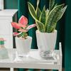 3Pcs Self Watering Pot with Drainage Hole Clear Reservoir Indoor Outdoor Plants Planting