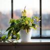 Ceramic pot for orchids 15 cm white