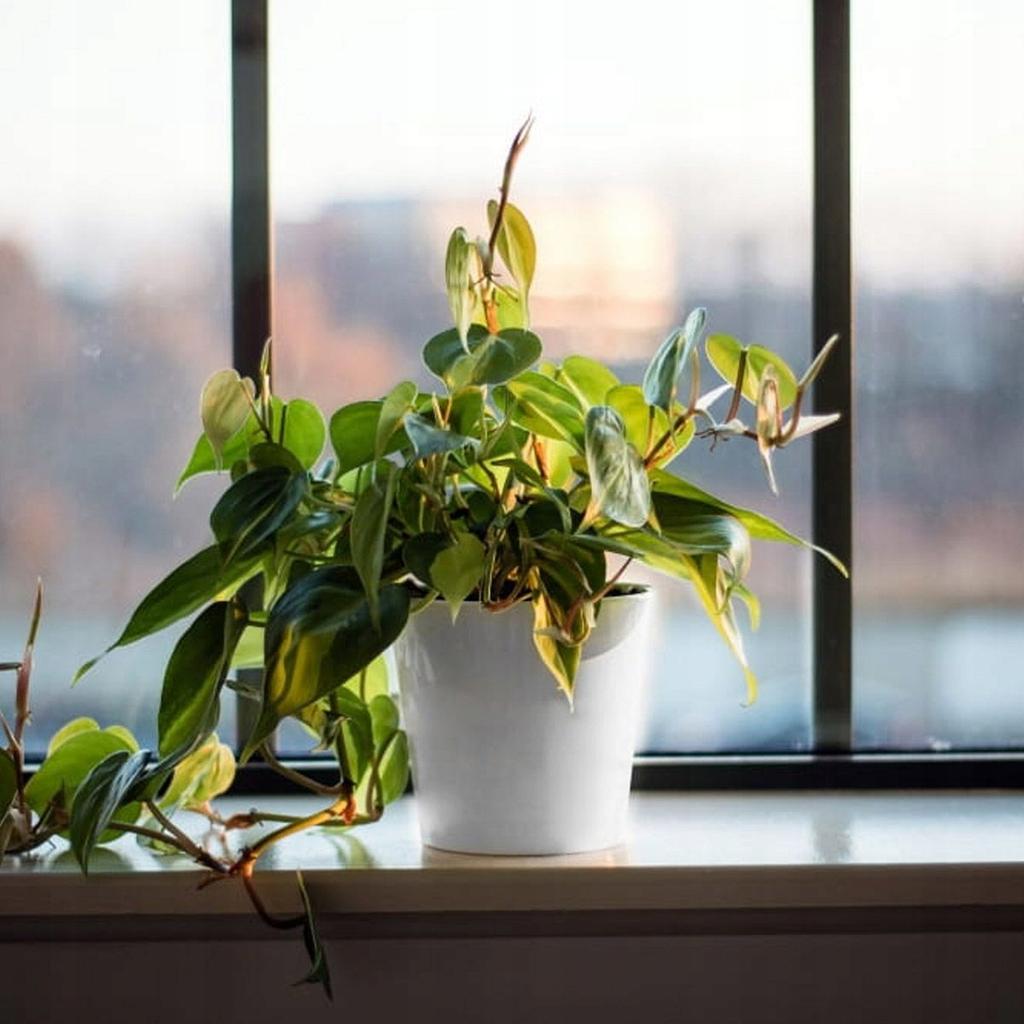 Ceramic pot for orchids 15 cm white