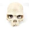1 Set Resin Skull Aquarium Decor – Fish, Shrimp & Reptile Breeding Cave with Built-in Bubbler Stone for Oxygenation | Halloween Fish Tank Ornament