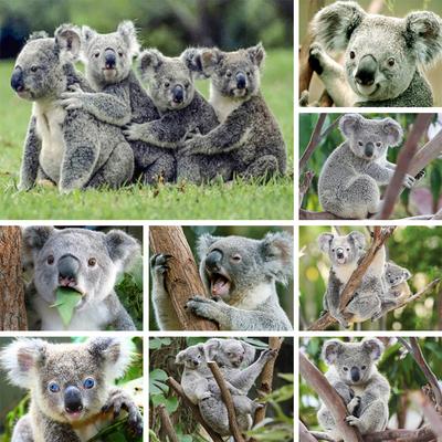 5D DIY Diamond Painting Animal Koala Rhinestone Art Picture Full Round Full Diamond Embroidery Gift Mosaic Home Decoration Kit