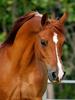 Pittura Diamante 5D Nuovi Arrivi Cavallo Ricamo Rotondo Completo Animali Mosaico Regalo Fatto a Mano Decorazione per la Casa