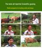 Solar-Powered GPS Cattle and Sheep Locator: Waterproof Anti-Lost Tracking Collar with Extended Battery Life
