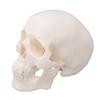 Skull Display Model 1Celsius2 Human Skull Model Teaching Educational Tool for Students Artists