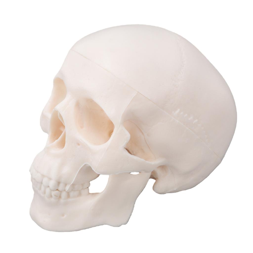 Skull Display Model 1Celsius2 Human Skull Model Teaching Educational Tool for Students Artists