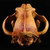 Realistic Wolf Skull Skeleton Resins Model Replicas for Home Decors Museums Display Educational Anatomy Art Collections