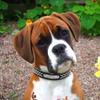 Collare Personalizzato in Pelle per Cani Intrecciato Nome Collari Placcati per Cani Piccoli Medi Grandi Incisione Personalizzata sul Collare Etichette Identificative per Animali Domestici