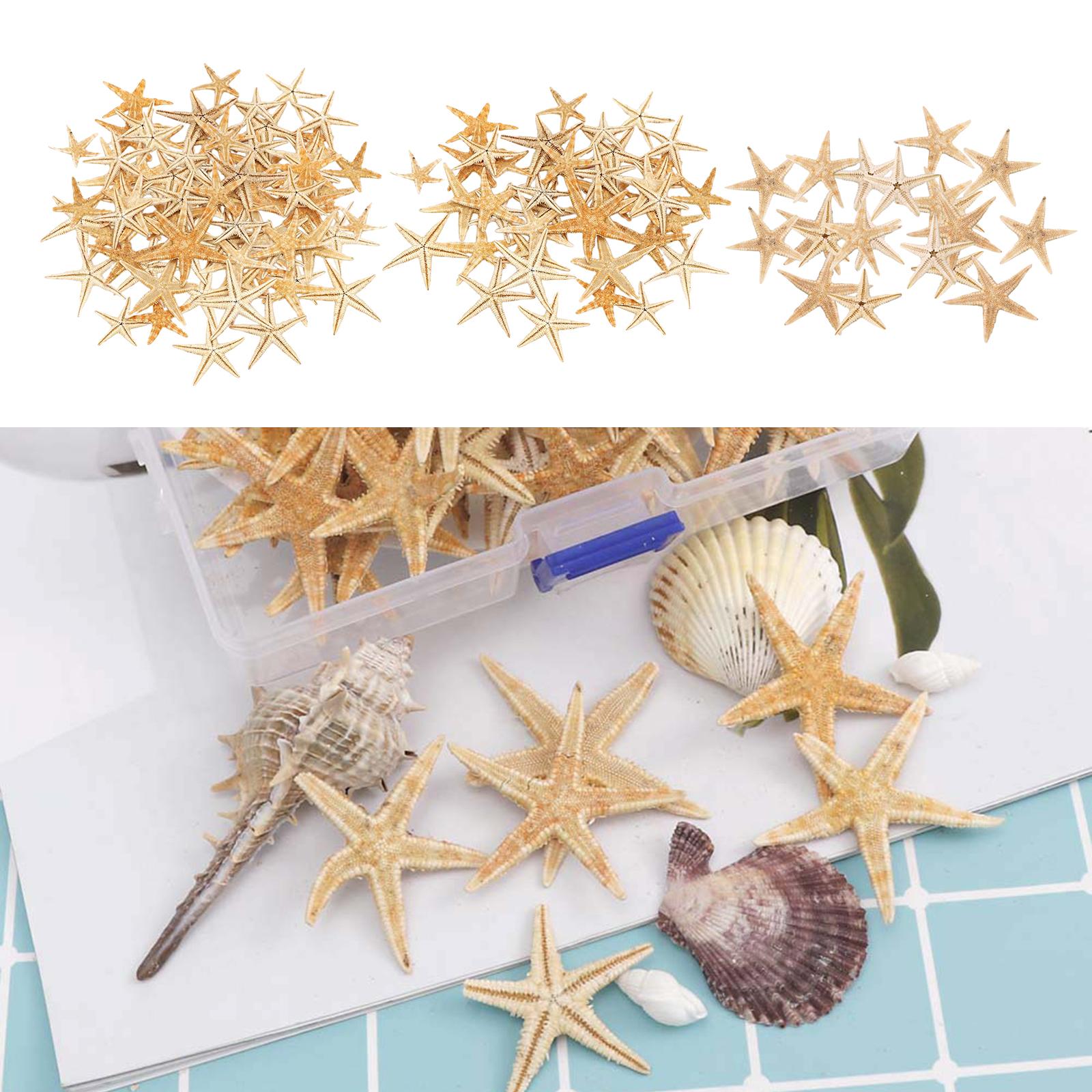 Mini Natural Flat Tan Starfish Seashells Beach Wedding Decor Craft Supplies 3-5cm 20pcs