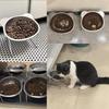 Cat Bowls Tilted Neck Guard Cat Food Bowl Indoor Stainless Steel Shatter Resistant Elevated 15° Pet Bowl For Kitten Puppy