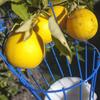 Fruit Picking Machine Fruit Collection Catcher Device Practical Convenient Gardening Agriculture Picker Articles Collector Hand Tool Farming Supplies